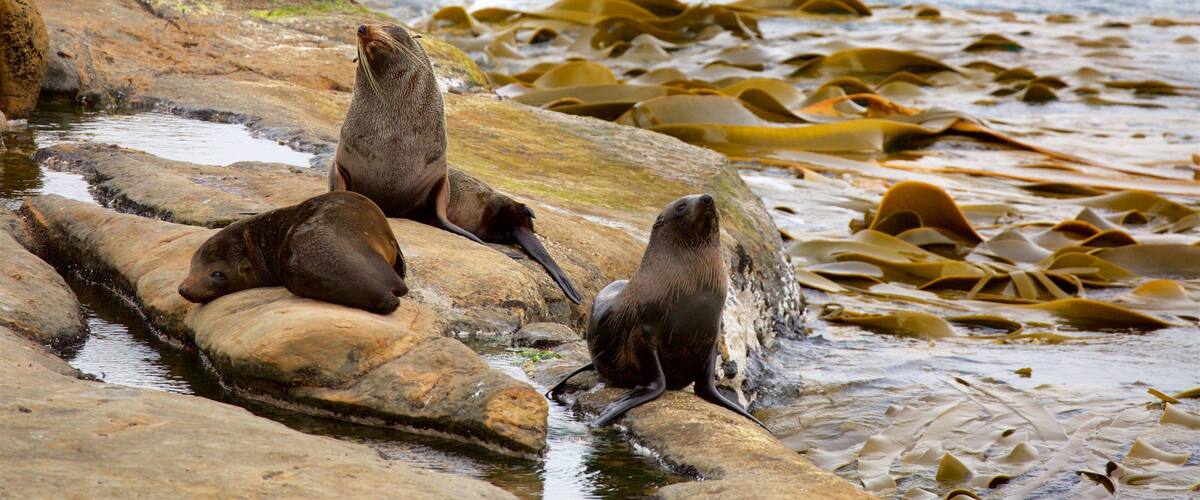 Shag Point Scenic Reserve which includes marine life and rugged coastline
