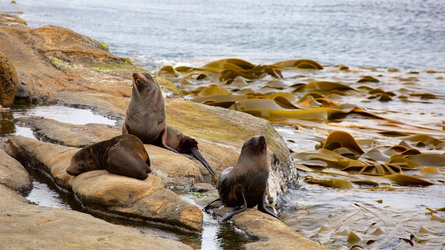 Shag Point Scenic Reserve which includes marine life and rugged coastline