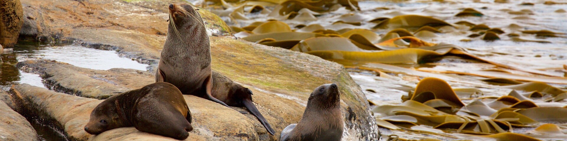 Shag Point Scenic Reserve which includes marine life and rugged coastline
