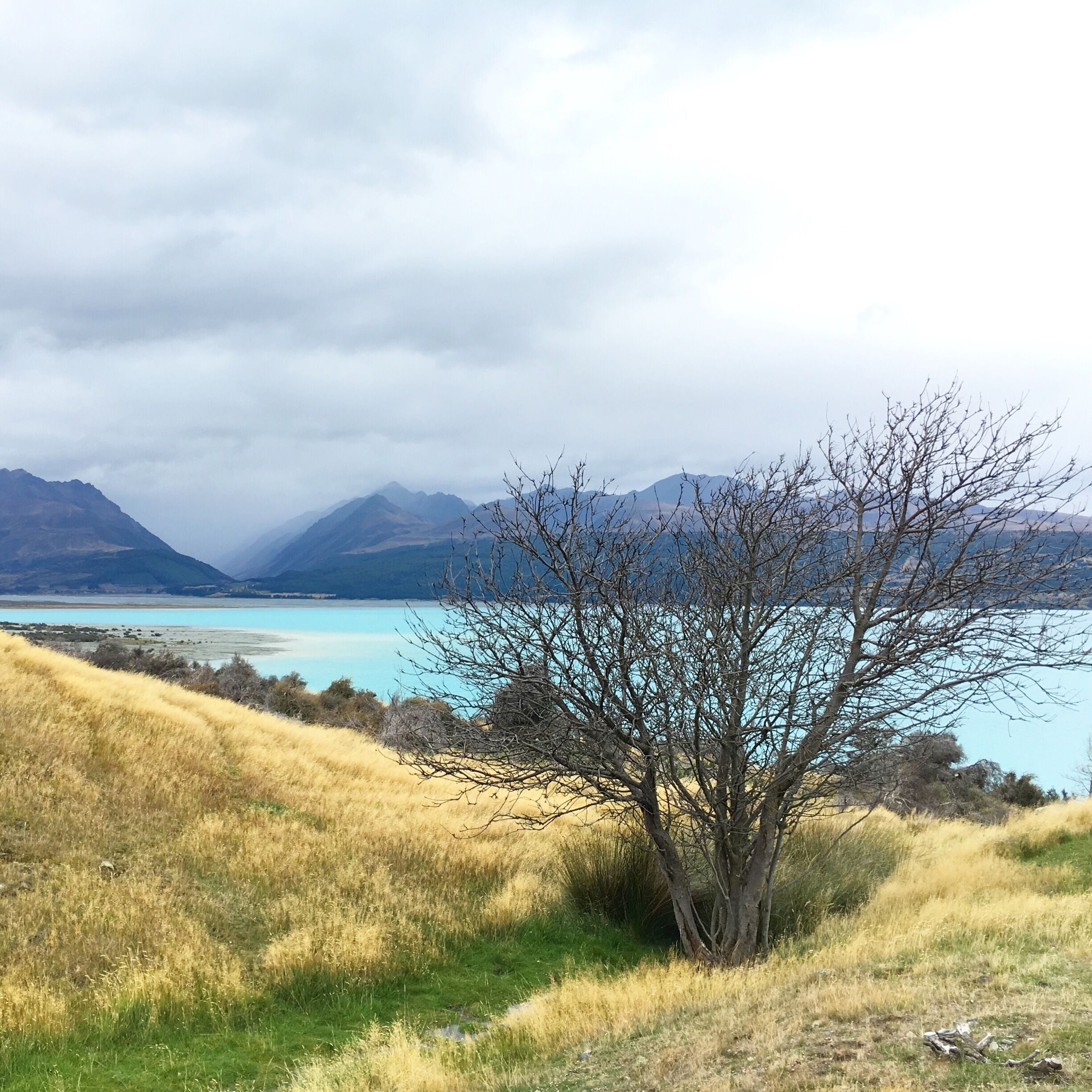 One of my favourite landscapes in New Zealand is MacKenzie Country on the drive into Mt.Cook National Park.

It has such incredible contrasts of tussock grass, jagged peaks on the horizon and the glacier blue waters of Lake Pukaki. 

#newzealand #mtcook #lakepukaki #beachbound #aquatrove #Park
