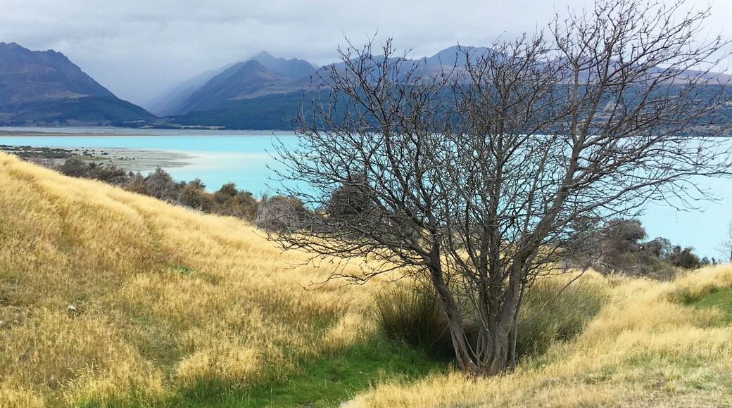 One of my favourite landscapes in New Zealand is MacKenzie Country on the drive into Mt.Cook National Park.
It has such incredible contrasts of tussock grass, jagged peaks on the horizon and the glacier blue waters of Lake Pukaki.
#newzealand #mtcook #lakepukaki #beachbound #aquatrove #Park