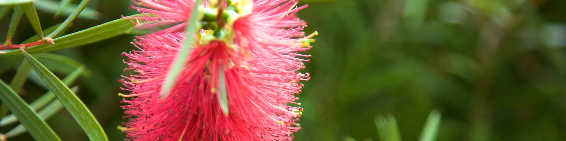 Dunedin Botanic Garden featuring flowers