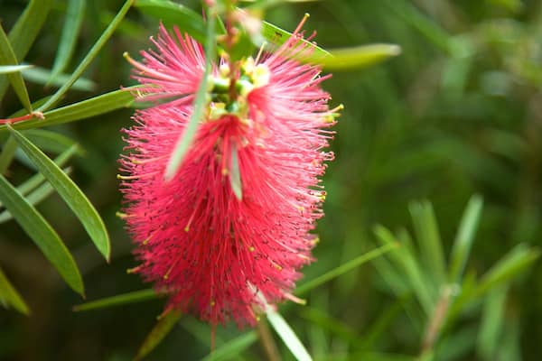 Dunedin Botanic Garden featuring flowers