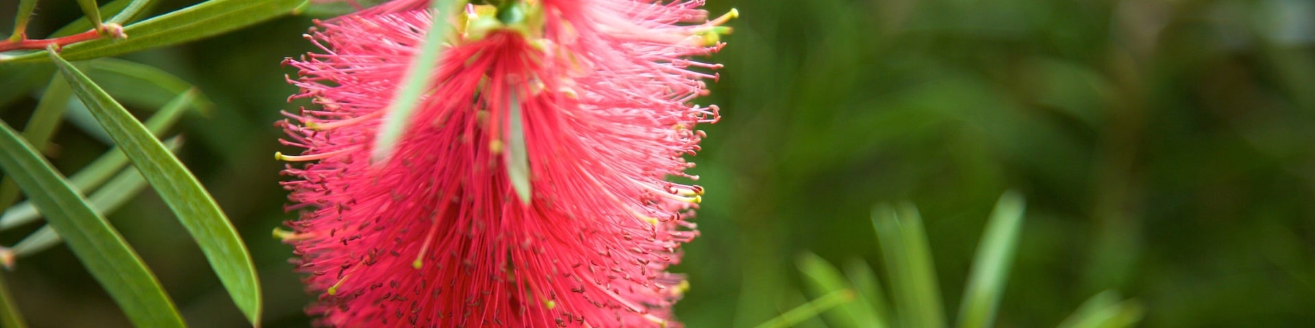 Dunedin Botanic Garden featuring flowers