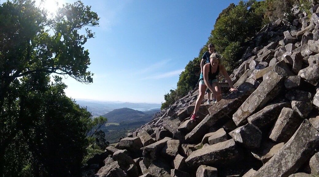 The organ pipes up Mt Cargill are a bit mind-boggling