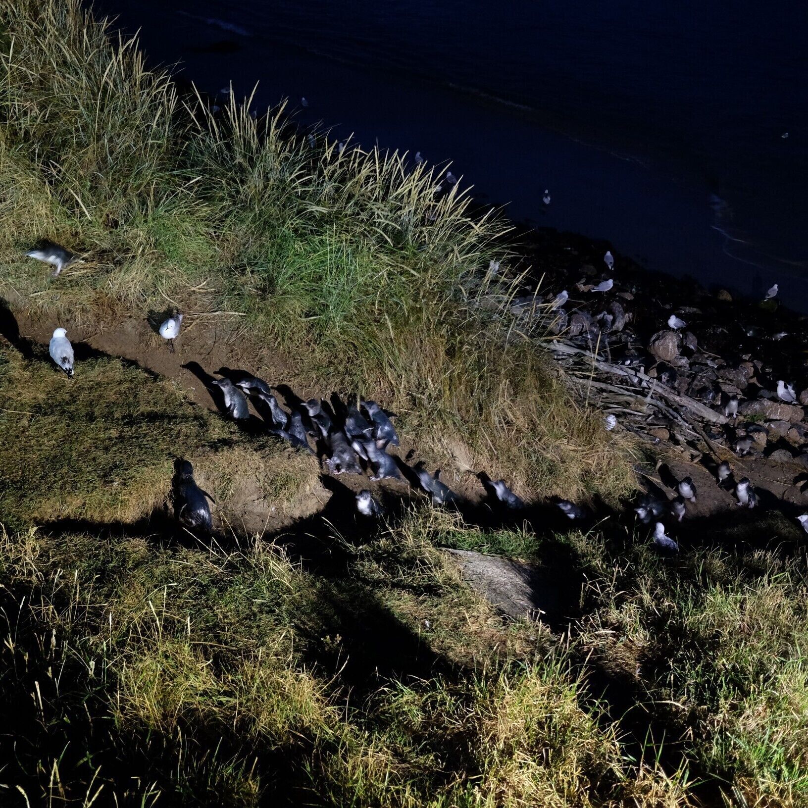 Lovely blue little penguins returning to their home at night.  I joined a tour offered by the Royal Albatross Centre.
- January 2017