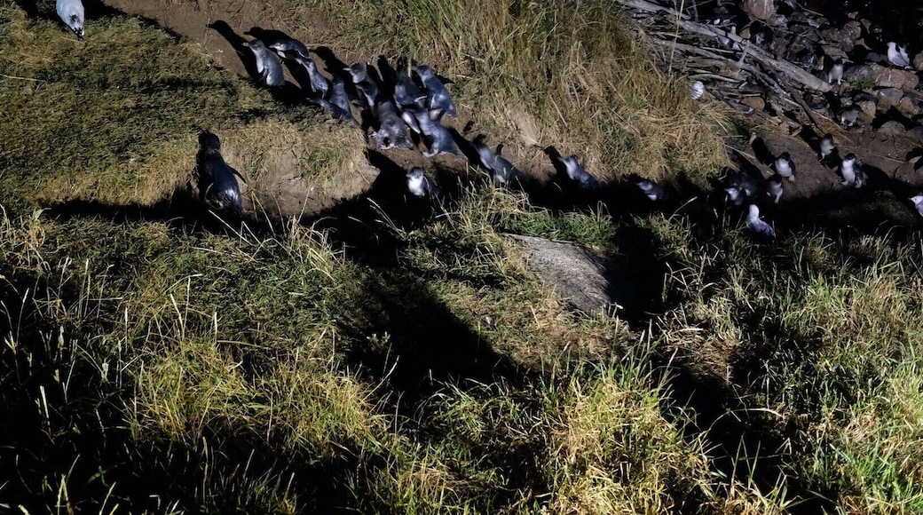 Lovely blue little penguins returning to their home at night. I joined a tour offered by the Royal Albatross Centre.
- January 2017