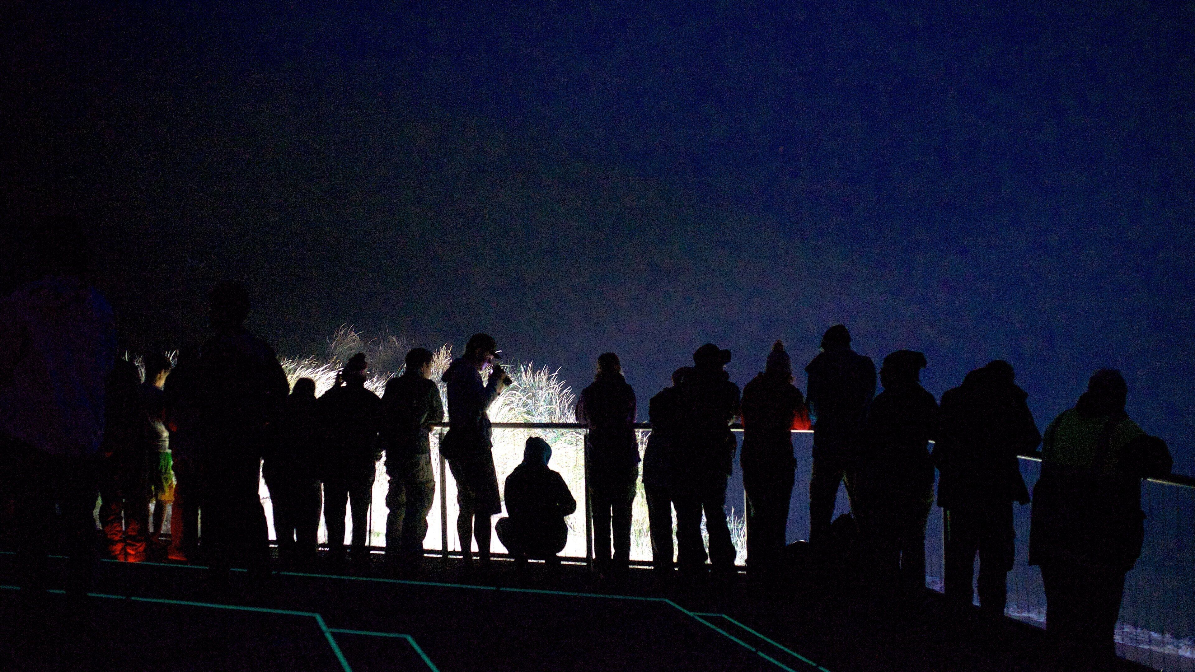 Royal Albatross Centre showing night scenes as well as a large group of people