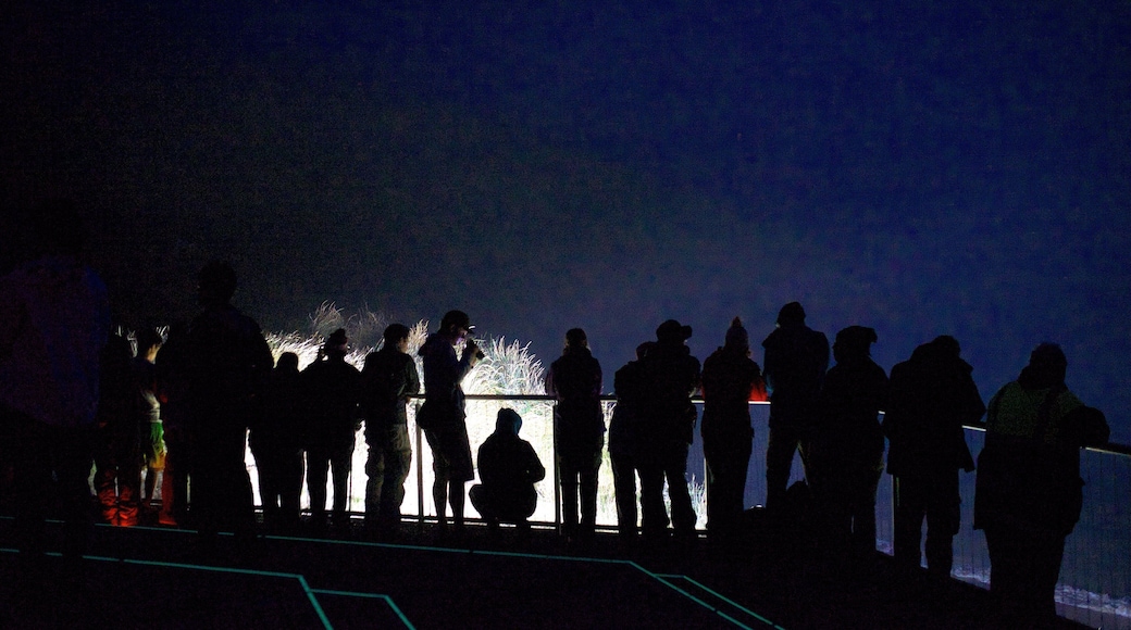 Royal Albatross Centre ofreciendo escenas nocturnas y también un gran grupo de personas
