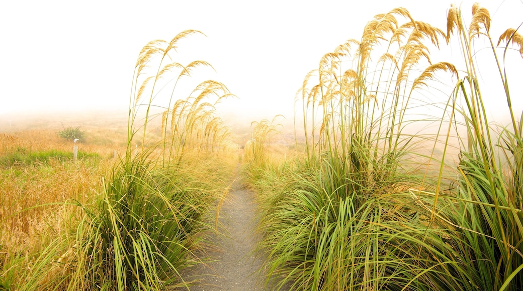 Royal Albatross Centre