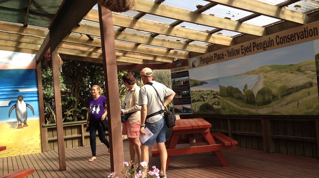Visited rare and almost extinct Yellow Eyed Penguins. Unlike the same other species of penguins, the Yellow-eyed are shy and rarely go out in the open in daytimes. The shelter provide medical treatment and protected breeding grounds for the birds.