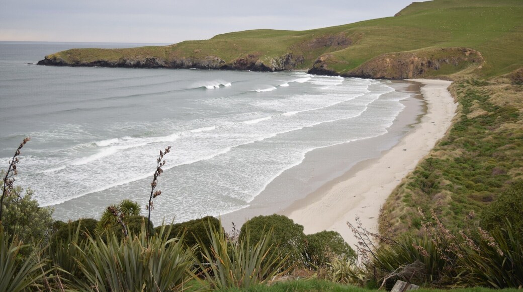 This piece of land on the Otago Peninsula was made into a reserve in the 1980's, to make sure it would always be protected for the Yellow Eyed Penguins. It is a self-funded conservation project that provides for the birds that make it their home - the nests are provided and their habitat is maintained and restored, there is a research program and a hospital for injured or sick birds.
The tour takes you to the opposite coast where you can see the penguins come into shore and learn about their strange ways. We saw yellow eyed penguins, little blues and also fur seals. The yellow eyed penguins are endangered, because their juvenile survival rate is incredibly low, and they aren't prolific breeders. Tama, our guide, was funny and entertaining and the whole trip was well worth the $52/pp cost!