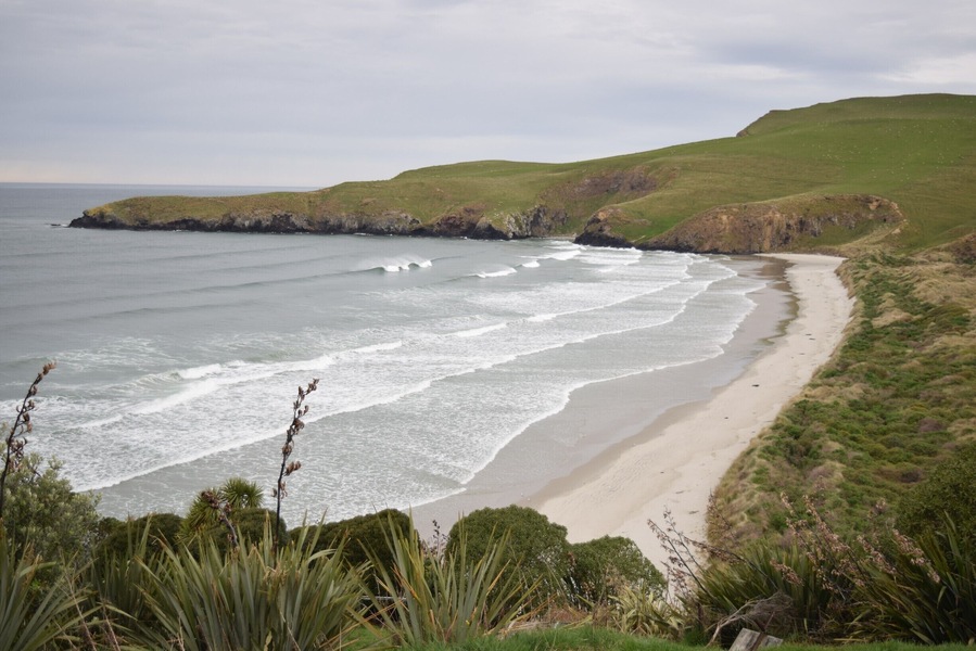 This piece of land on the Otago Peninsula was made into a reserve in the 1980's, to make sure it would always be protected for the Yellow Eyed Penguins. It is a self-funded conservation project that provides for the birds that make it their home - the nests are provided and their habitat is maintained and restored, there is a research program and a hospital for injured or sick birds.
The tour takes you to the opposite coast where you can see the penguins come into shore and learn about their strange ways. We saw yellow eyed penguins, little blues and also fur seals. The yellow eyed penguins are endangered, because their juvenile survival rate is incredibly low, and they aren't prolific breeders. Tama, our guide, was funny and entertaining and the whole trip was well worth the $52/pp cost!