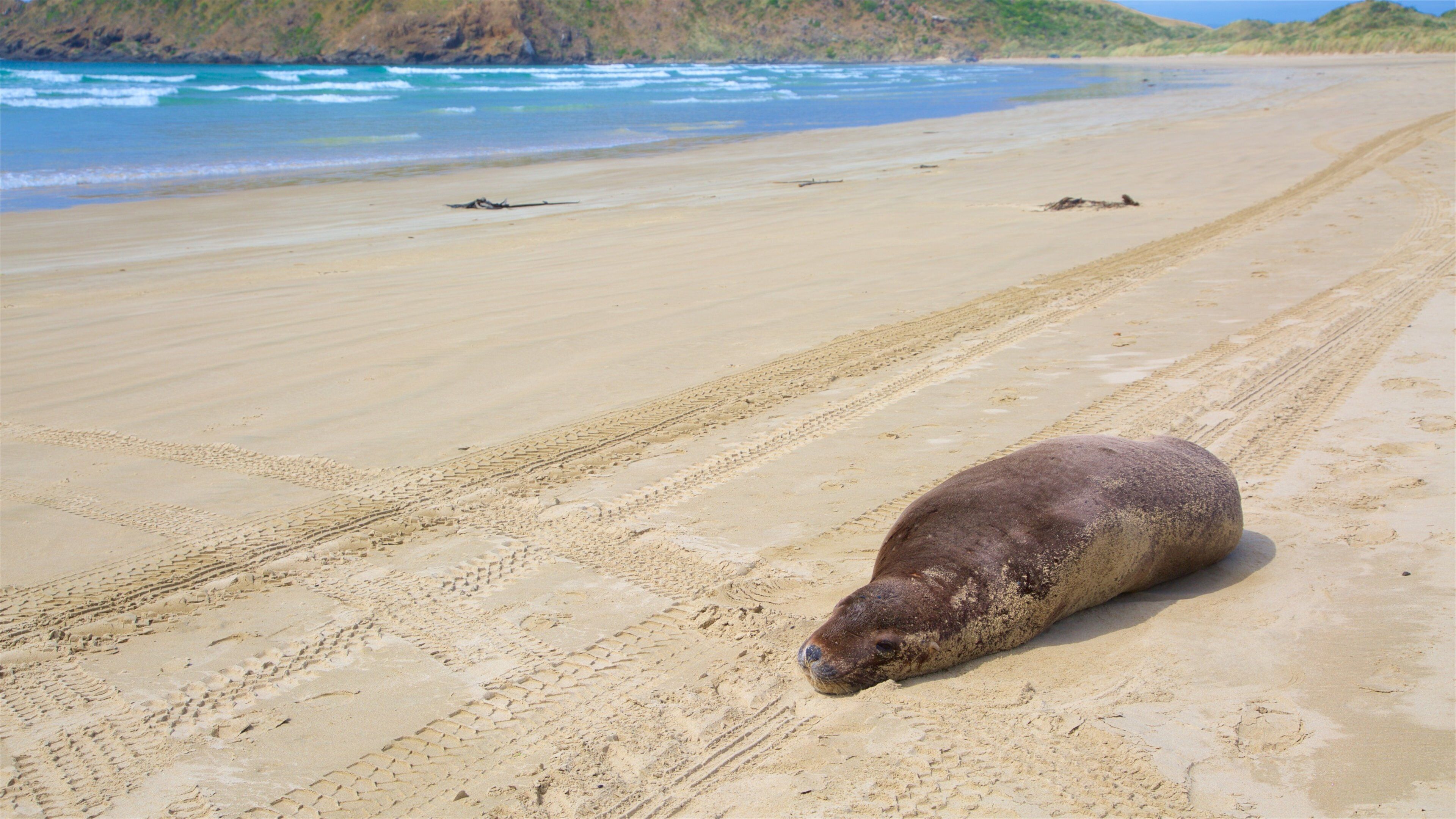 Cannibal Bay Beach featuring a sandy beach, a bay or harbour and surf
