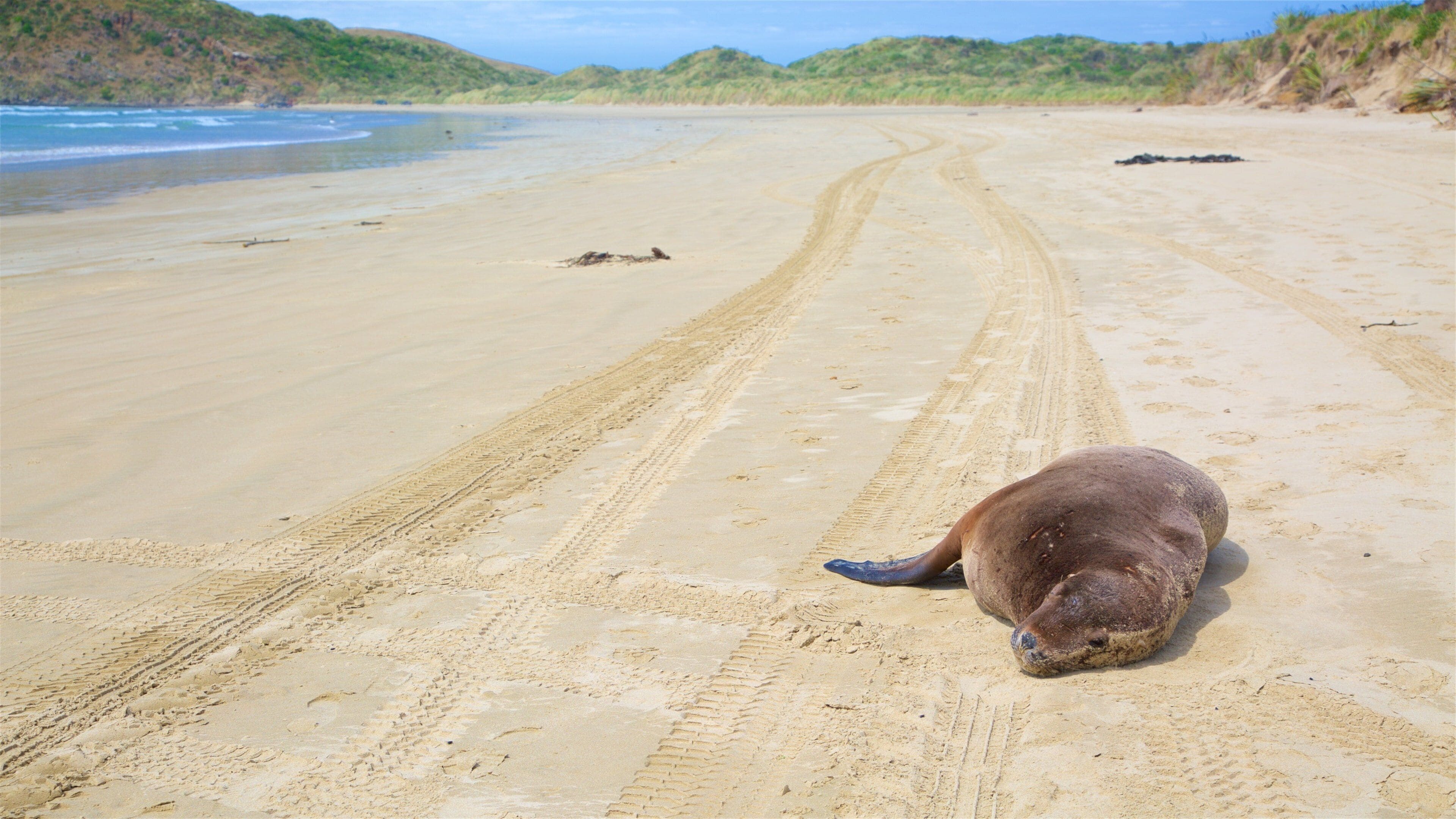 Cannibal Bay Beach which includes a sandy beach, a bay or harbor and marine life