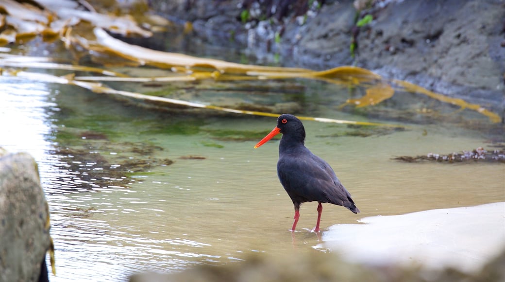 Jack\'s Blowhole showing a bay or harbor and bird life