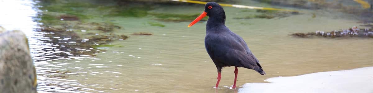 Jack\'s Blowhole showing a bay or harbor and bird life