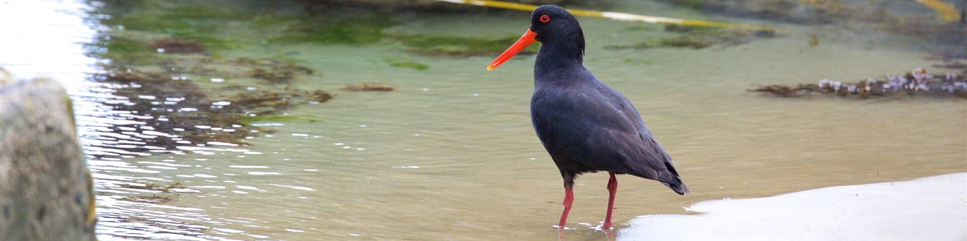 Jack\'s Blowhole showing a bay or harbor and bird life