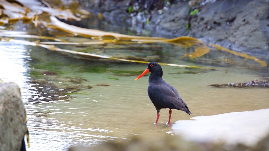 Jack\'s Blowhole showing a bay or harbor and bird life