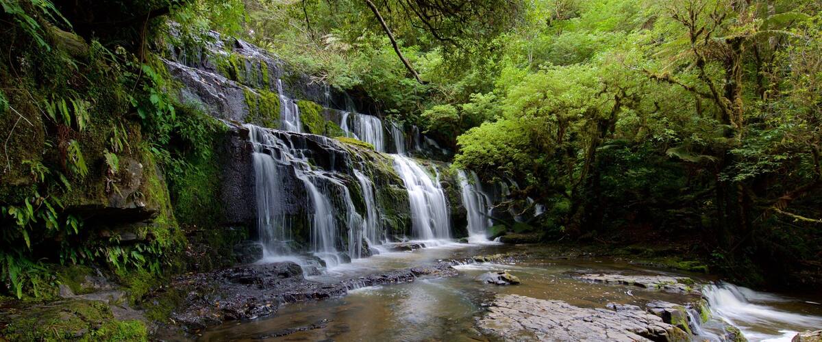 Purakaunui Falls which includes forests and a cascade