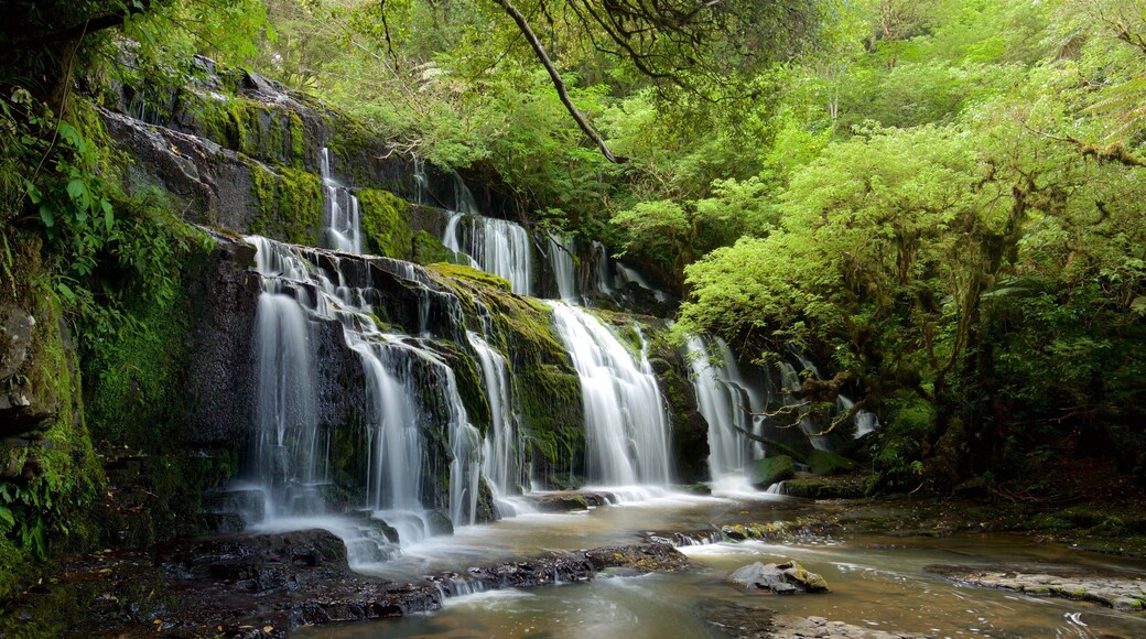 Quedas de Purakaunui que inclui cenas de floresta, um rio ou córrego e uma cachoeira