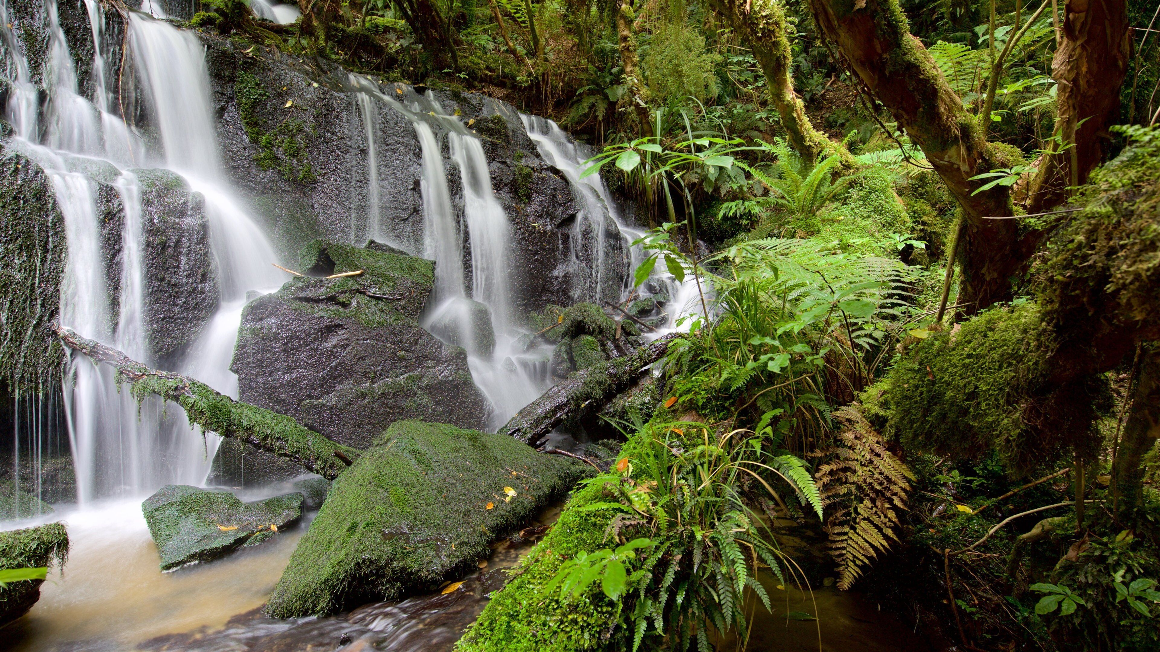 Cataratas Purakaunui ofreciendo una cascada y bosques