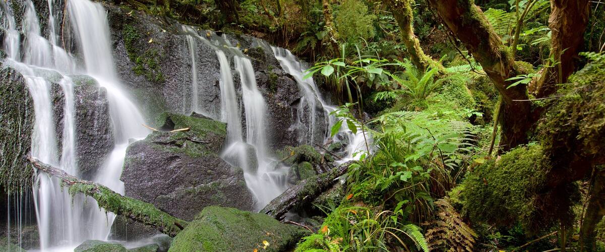 Purakaunui Falls showing a cascade and forest scenes