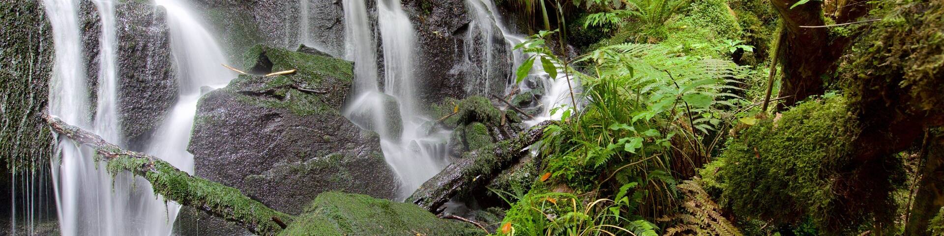 Purakaunui Falls which includes a waterfall and forest scenes