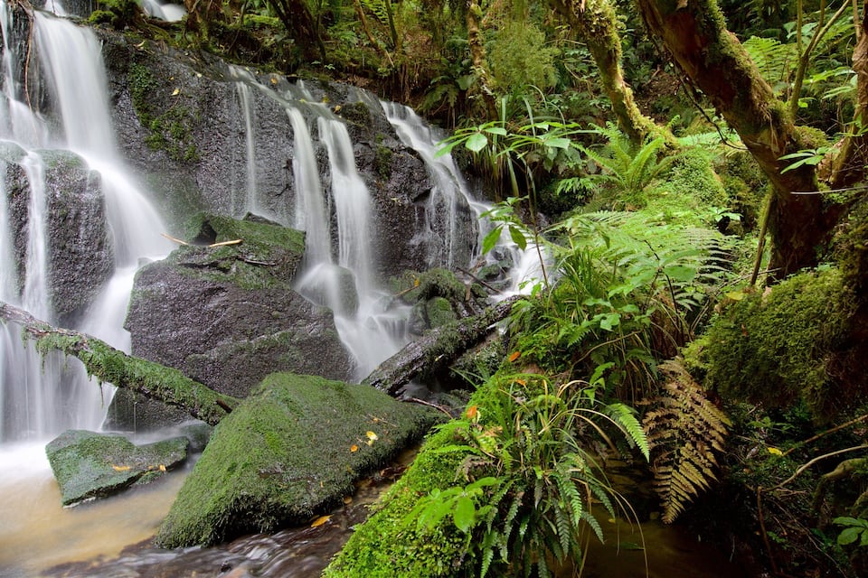 A waterfall cascading over moss-covered rocks surrounded by lush green ferns and trees.