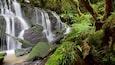 Purakaunui Falls showing a cascade and forest scenes