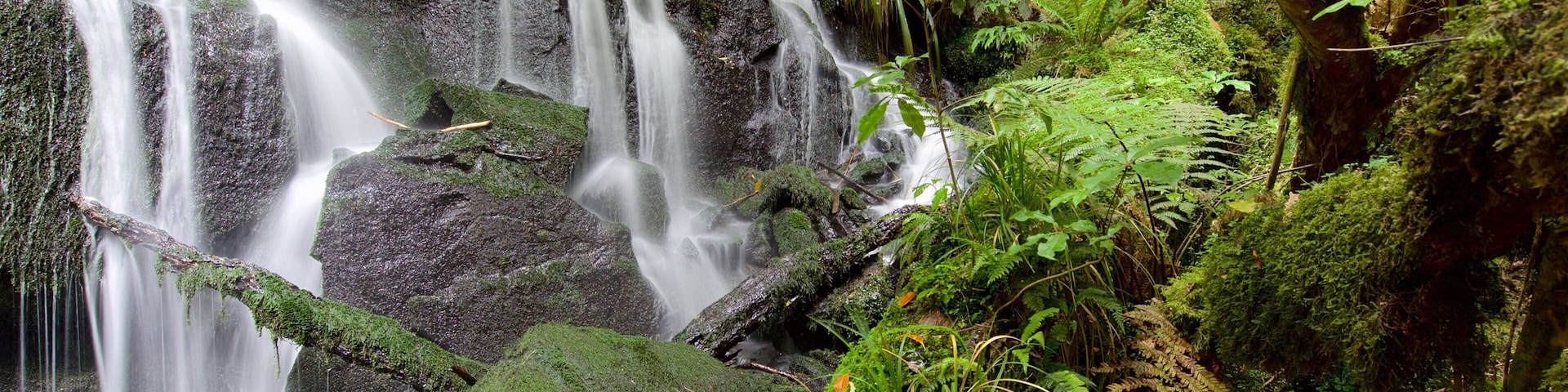 Purakaunui Falls which includes a waterfall and forest scenes