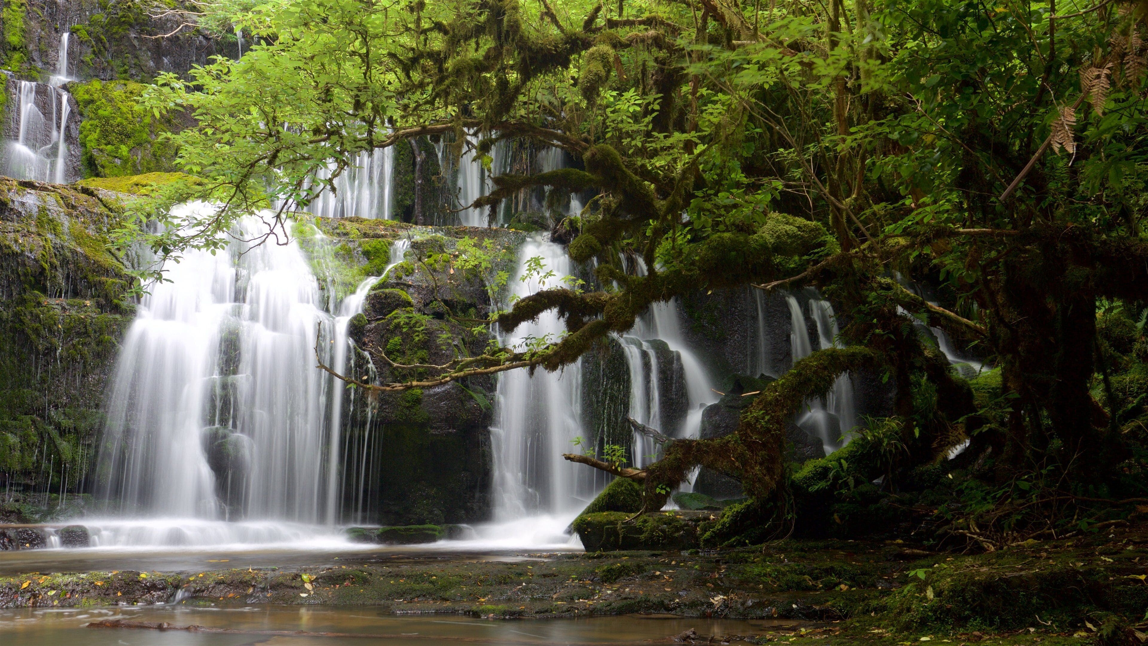Purakaunui Falls mostrando foresta e cascate