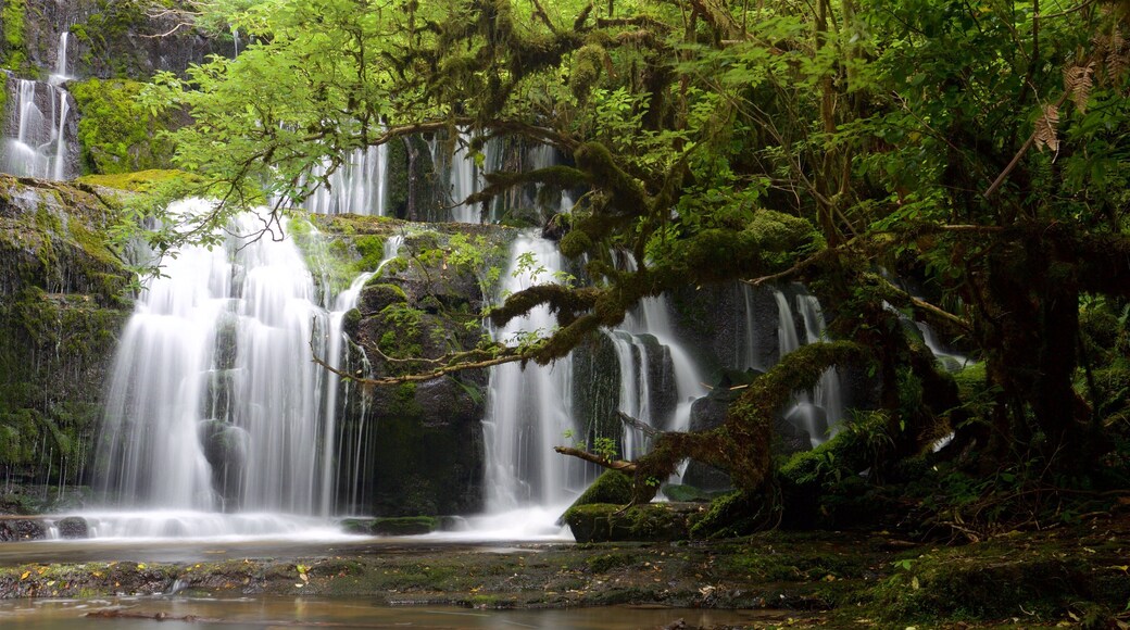 Purakaunui Falls mostrando foresta e cascate