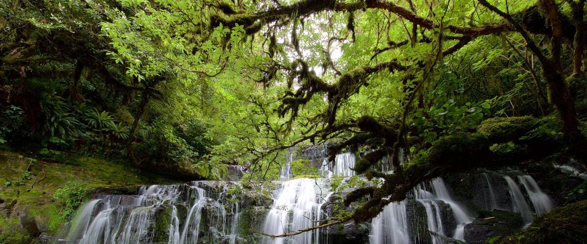 Purakaunui Falls das einen Wasserfall und Waldmotive