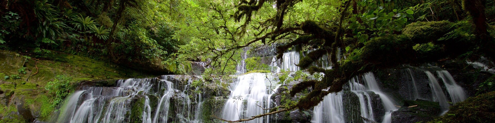 Cataratas Purakaunui que incluye cataratas y imágenes de bosques