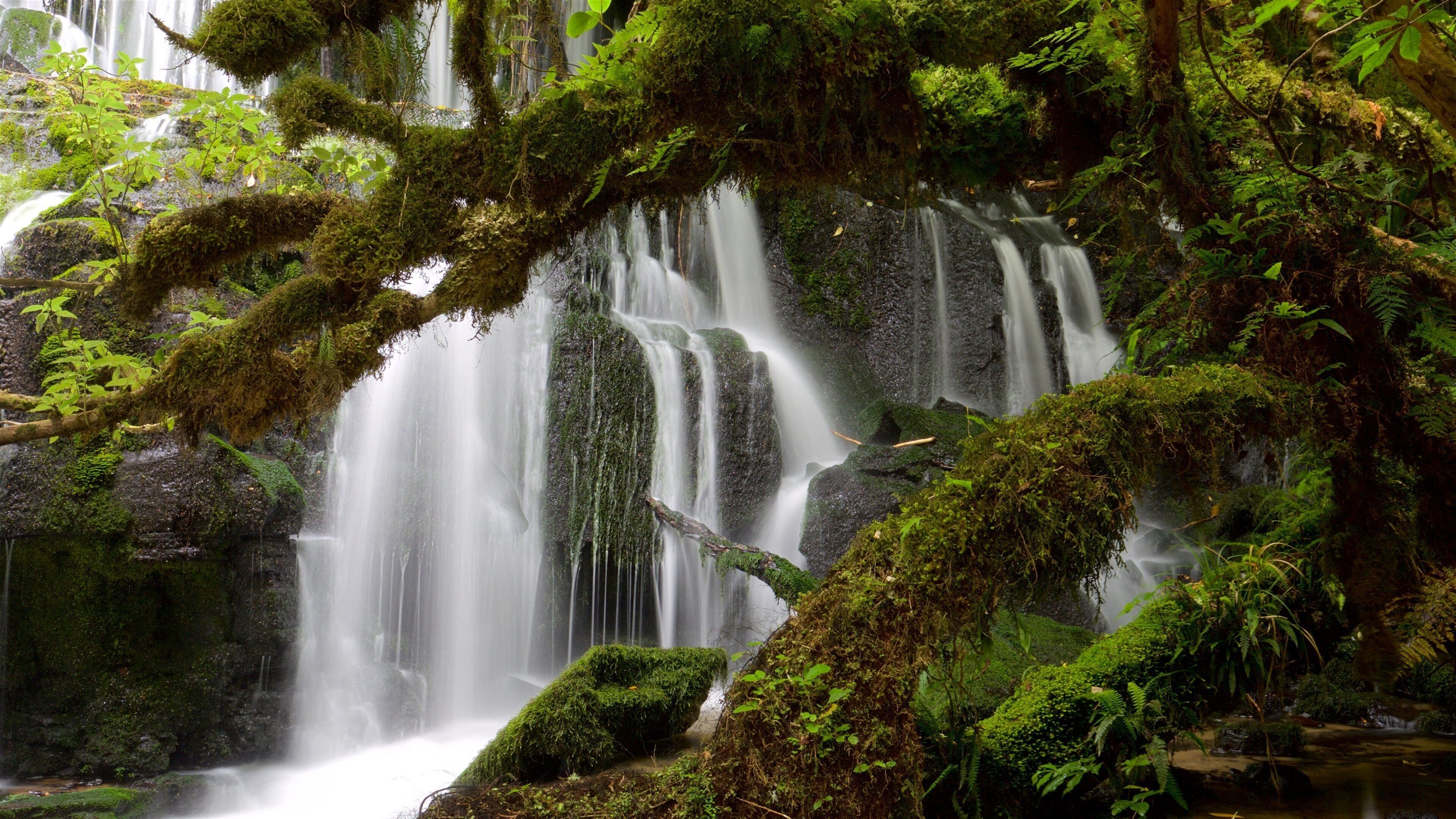 A lush, moss-covered waterfall surrounded by dense greenery.