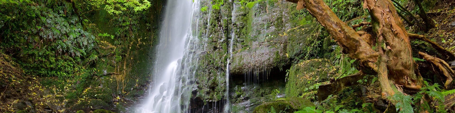 Matai Falls featuring forests and a cascade