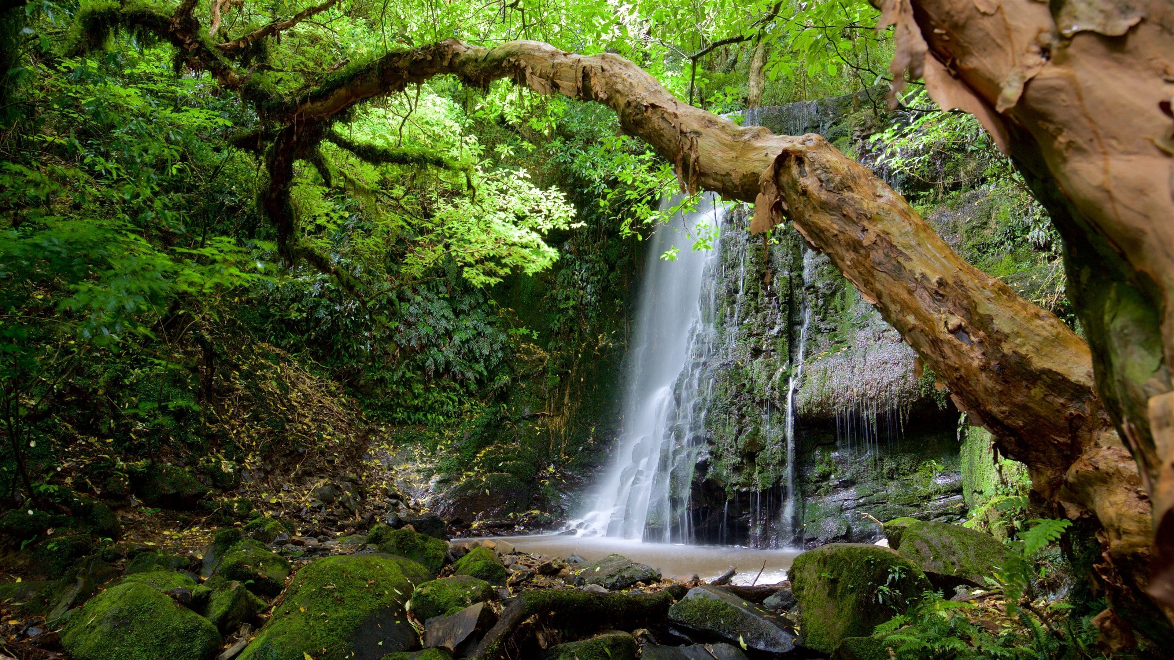 Matai Falls featuring a pond, forest scenes and a waterfall
