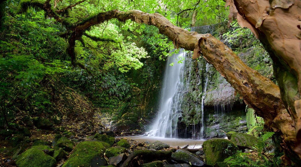 Matai Falls featuring a pond, forest scenes and a waterfall