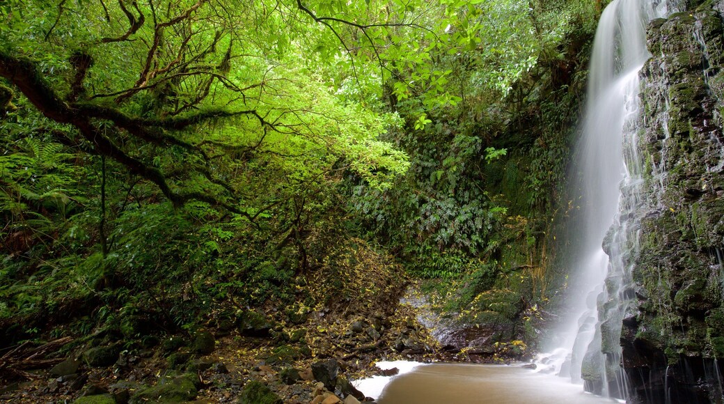 Cascade de Matai qui includes cascade et forĂȘts