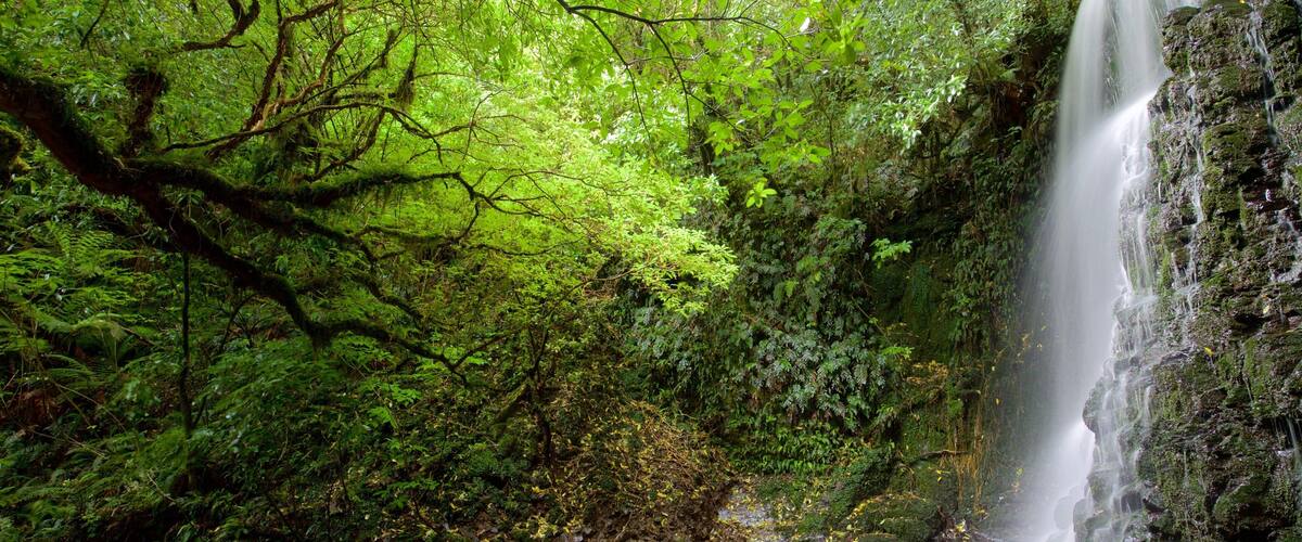 A lush forest with a waterfall cascading down a moss-covered cliff.