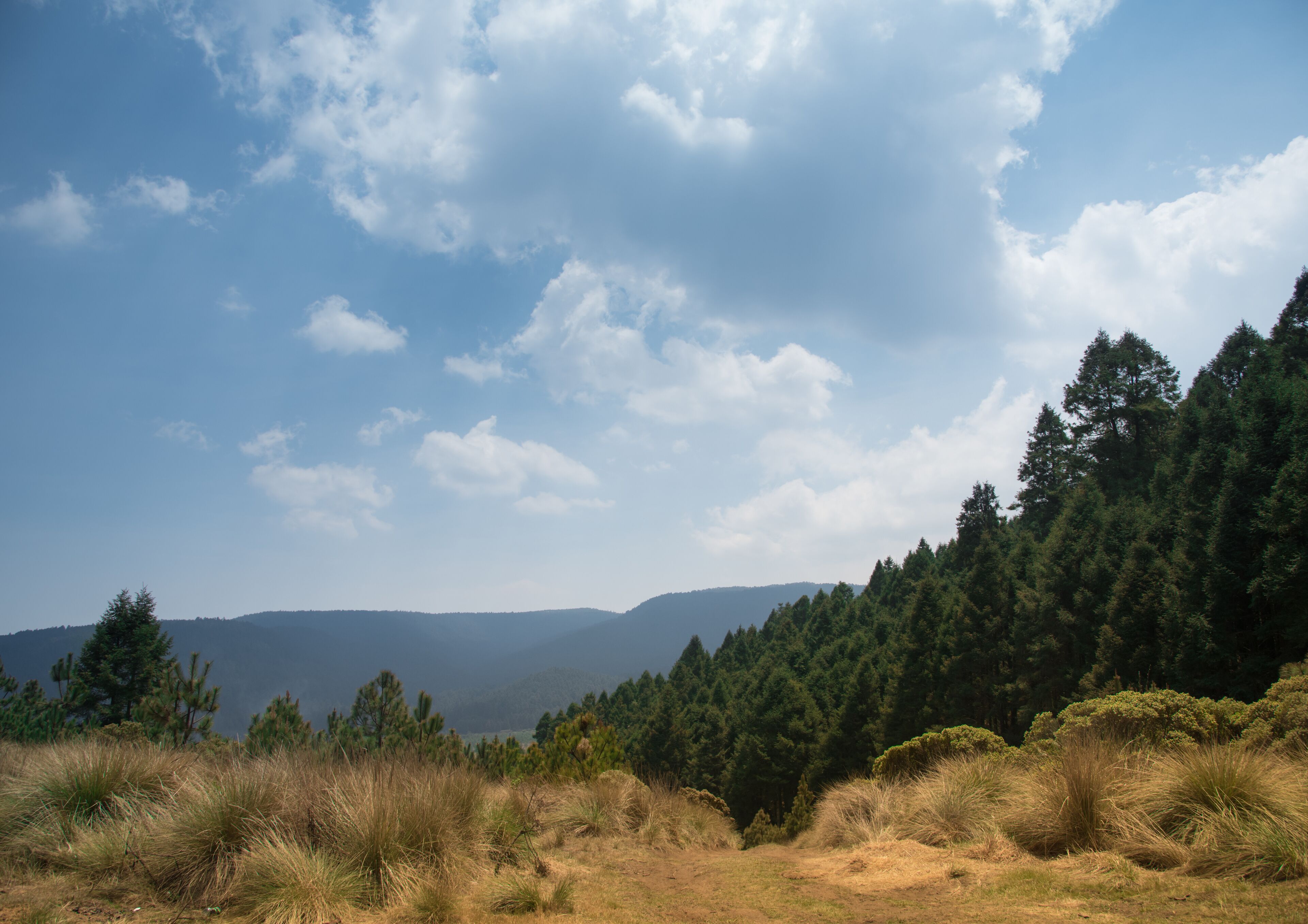 インスルヘンテ ミゲル イダルゴ イ コスティージャ国立公園