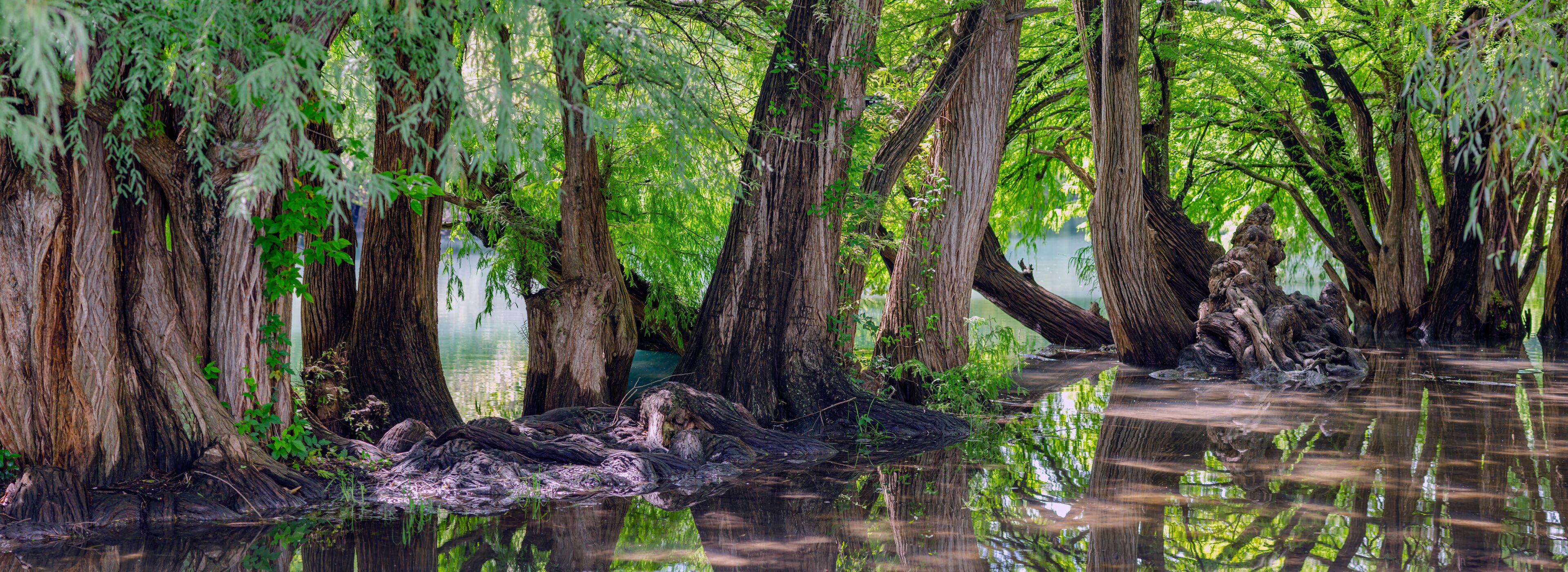 arboles, raices de arbol, camecuaro, michoacan, naturaleza, agua, Lago de Camécuaro, parque nacional, mexico, paisaje