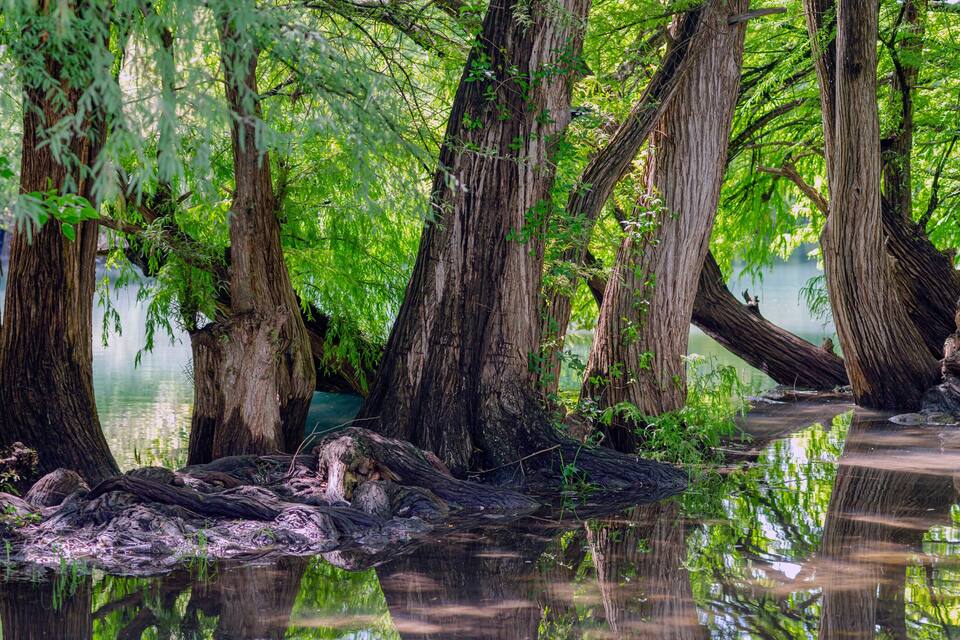 A swampy area with tall trees and a calm water body.