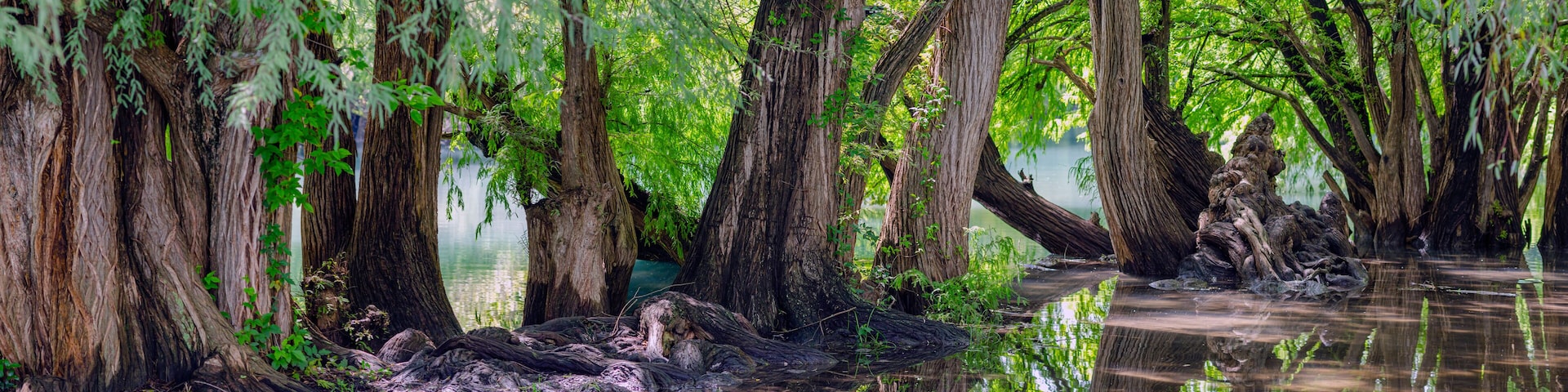 arboles, raices de arbol, camecuaro, michoacan, naturaleza, agua, Lago de Camécuaro, parque nacional, mexico, paisaje