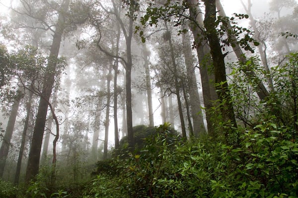 Parc national Mineral del Chico