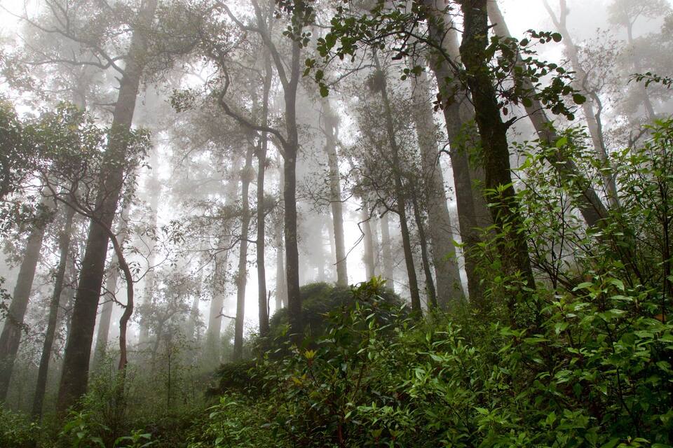 Un bosque tupido con árboles altos y maleza densa.