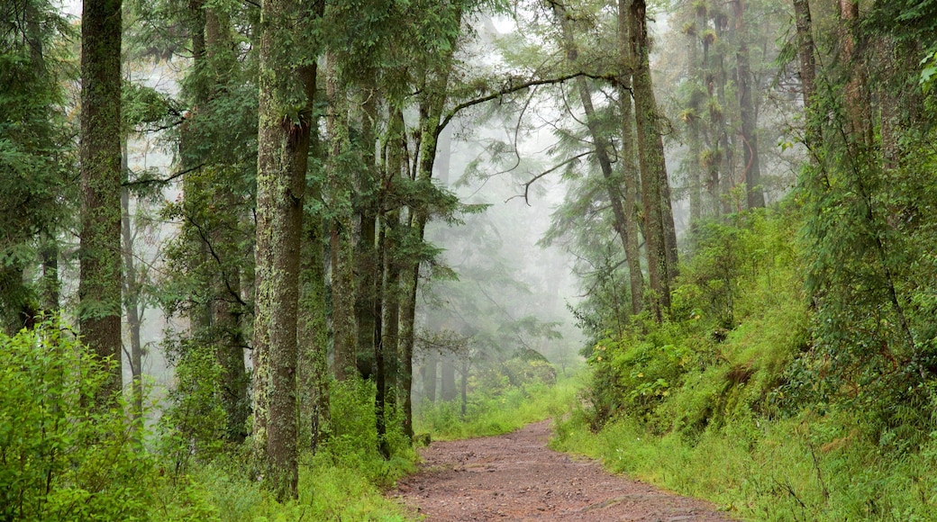 El Chico National Park which includes forest scenes and mist or fog