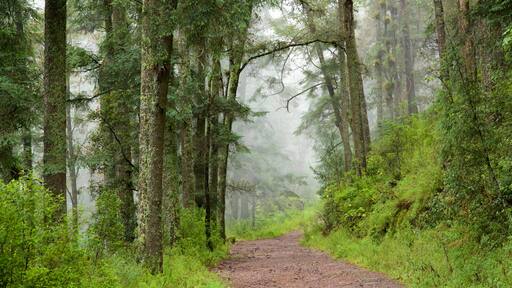 El Chico National Park which includes forest scenes and mist or fog