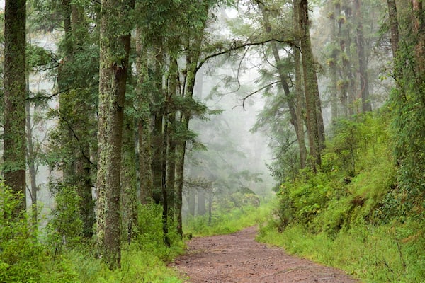 El Chico National Park which includes forest scenes and mist or fog